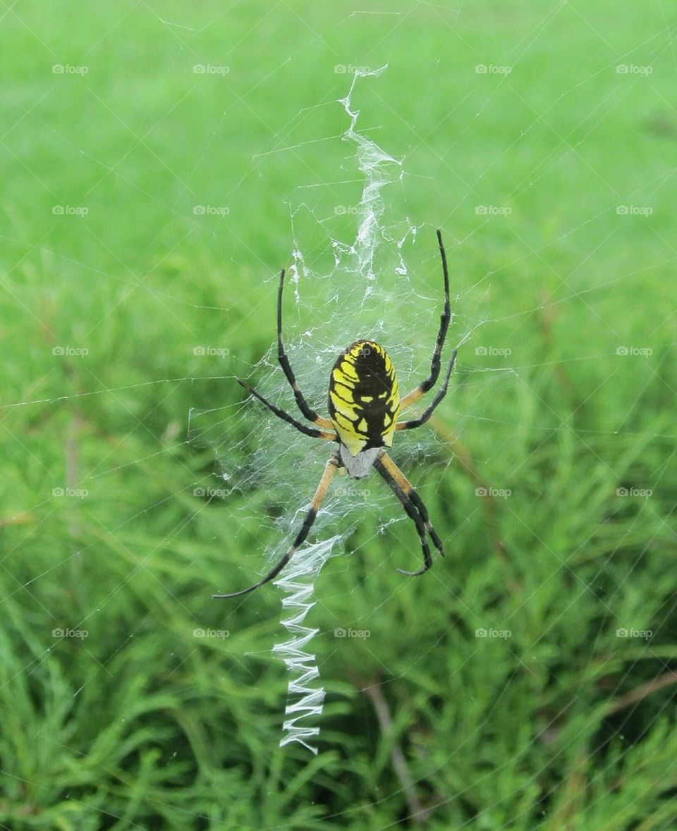 Common Garden Spider