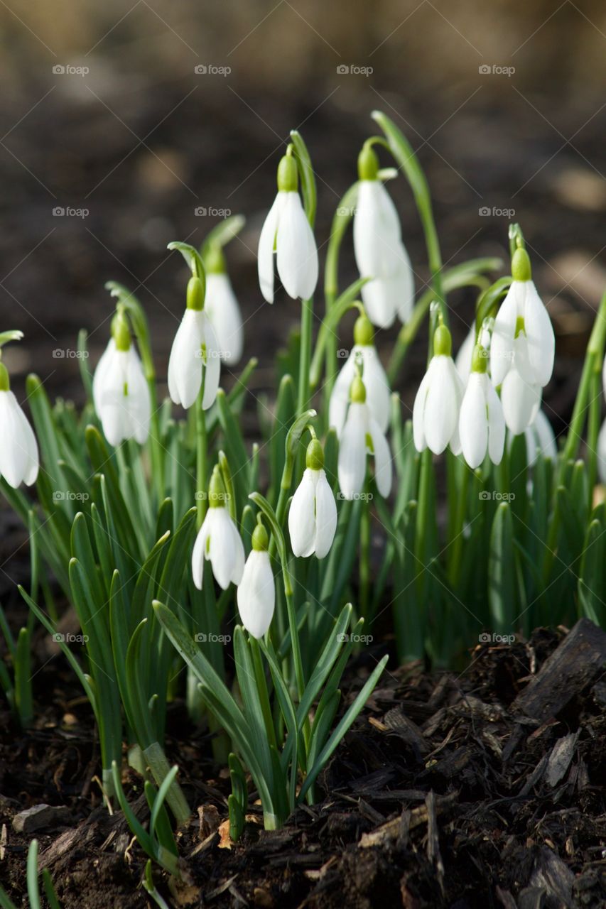 Close-up of springtime