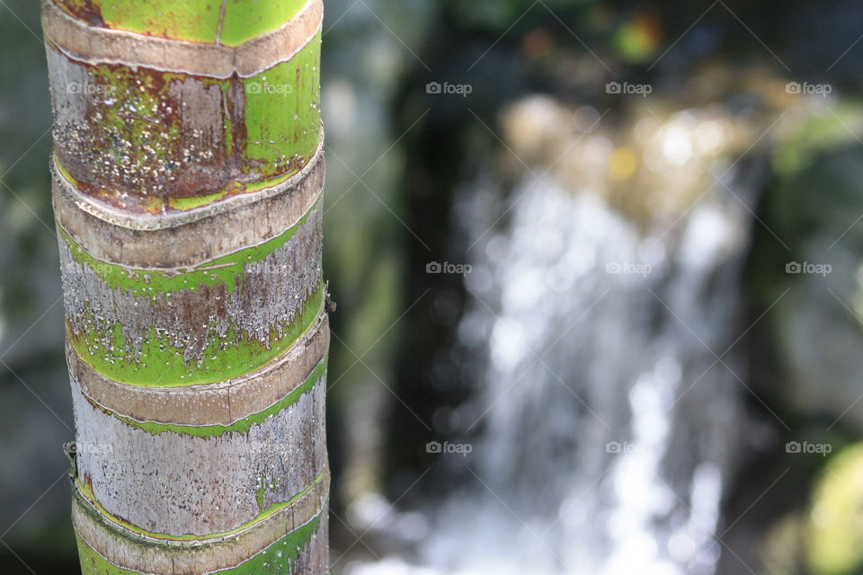 Bamboo at the Zoo, San Diego Zoo, California 2009.