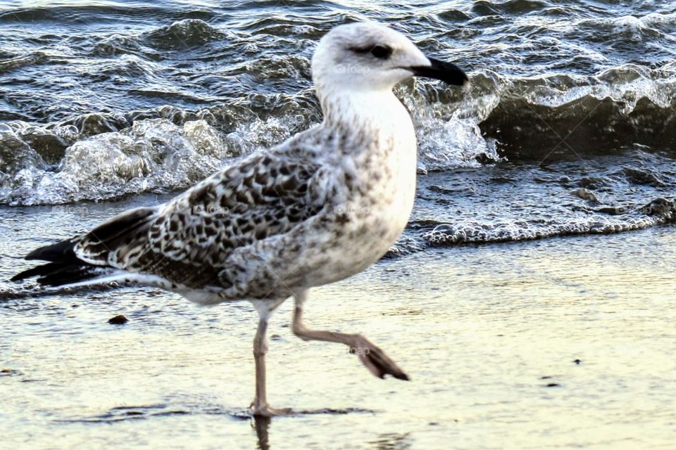 Walking on the beach