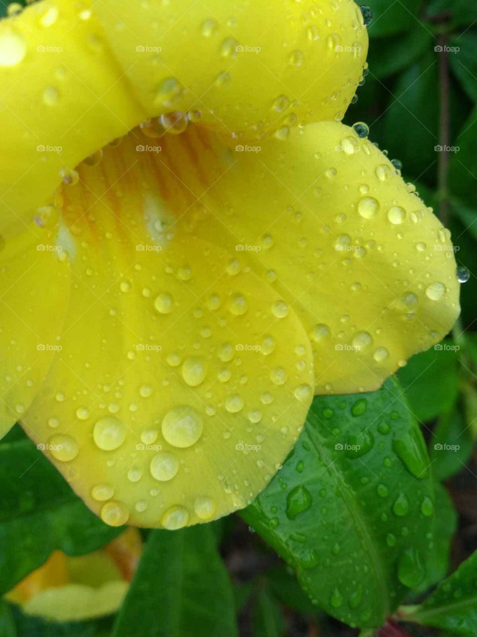 water drop of Flower