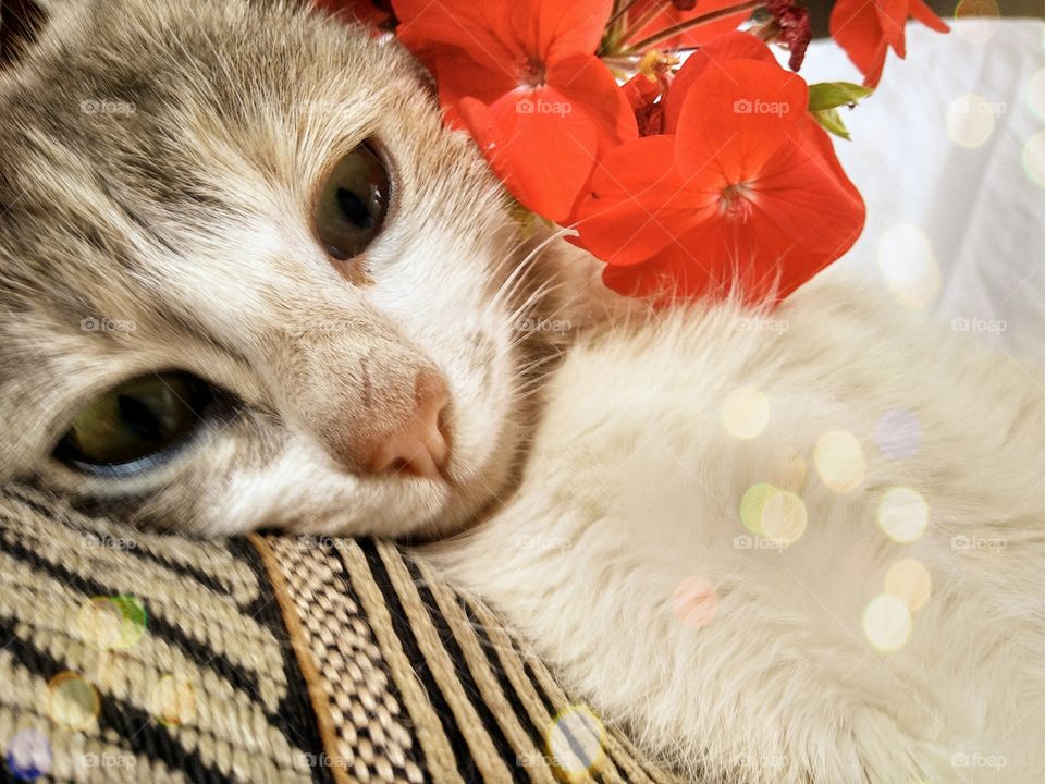 my cat.a cat with a flower lies on a pillow