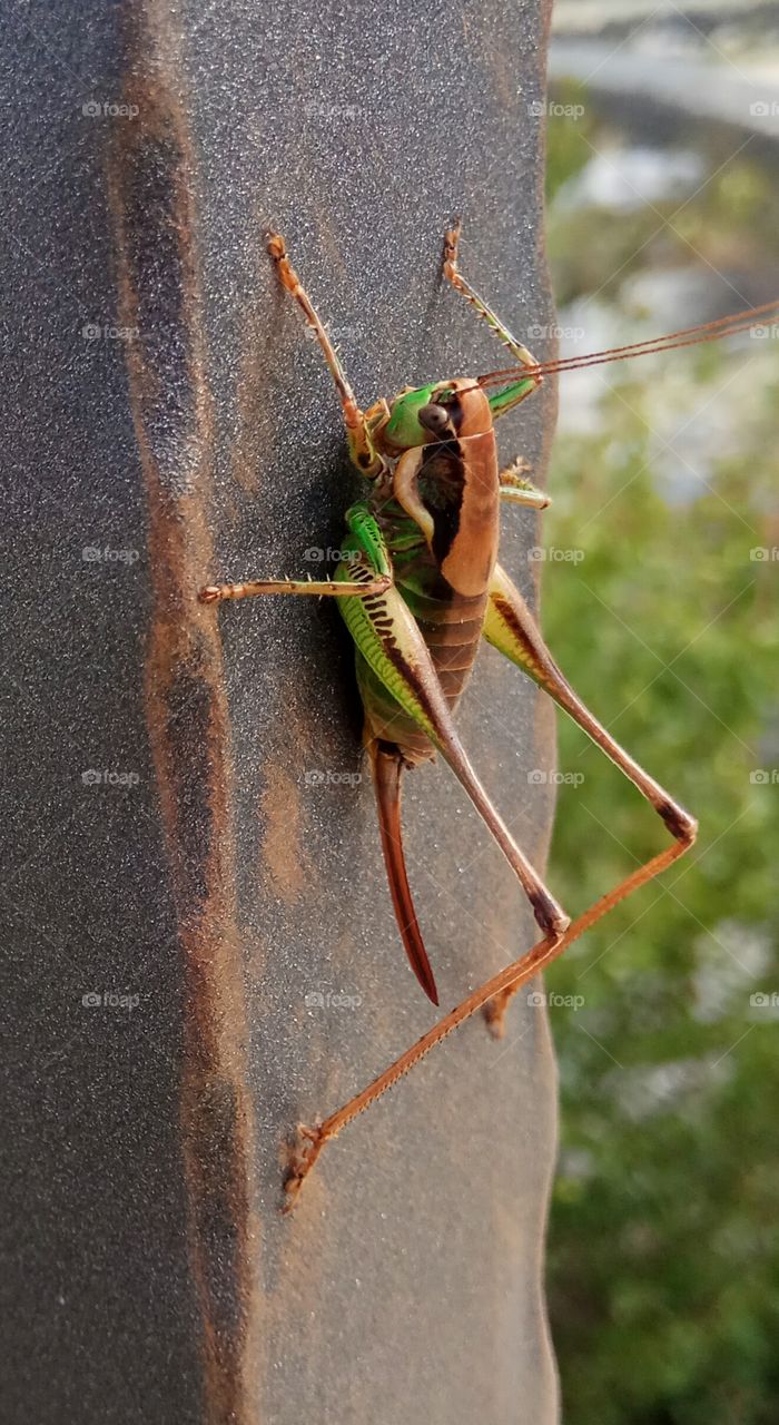 Grasshopper's revenge