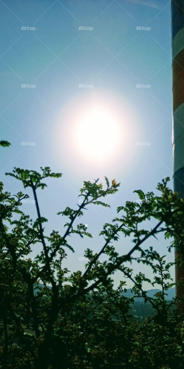 the sun that looks so big shining so bright above the plants branches and green leaves.