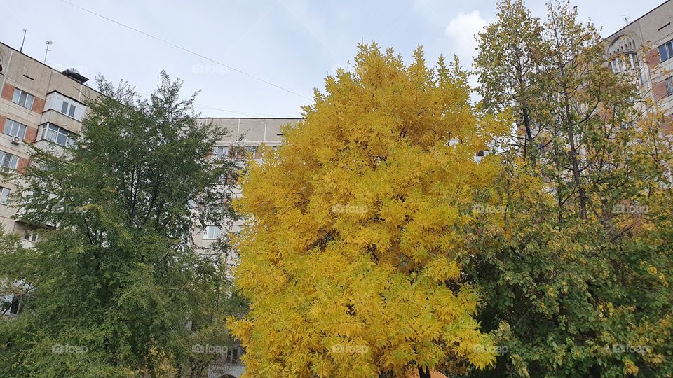bright yellow tree framed by green trees and buildings