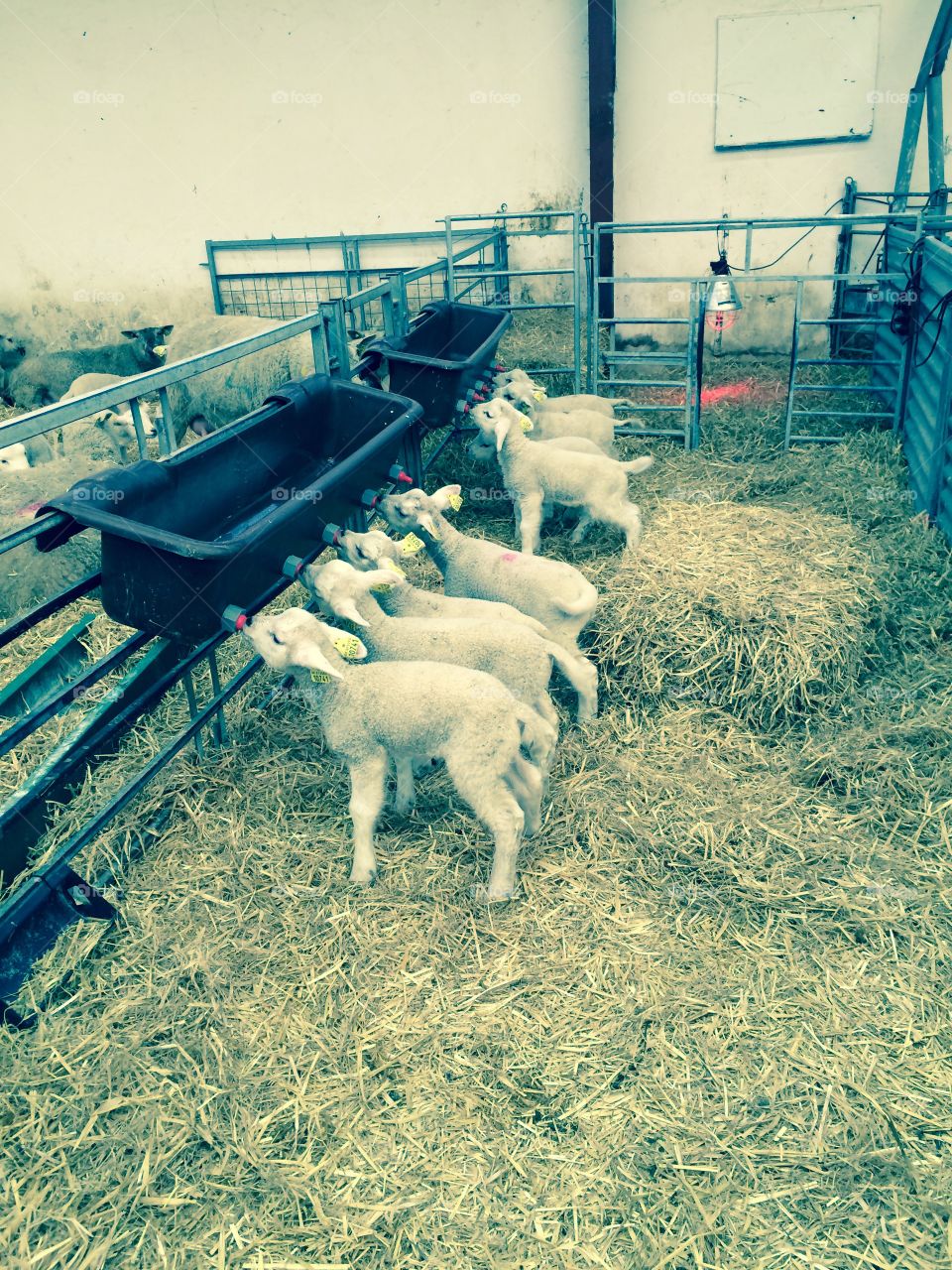 Lambs. Lambs feeding