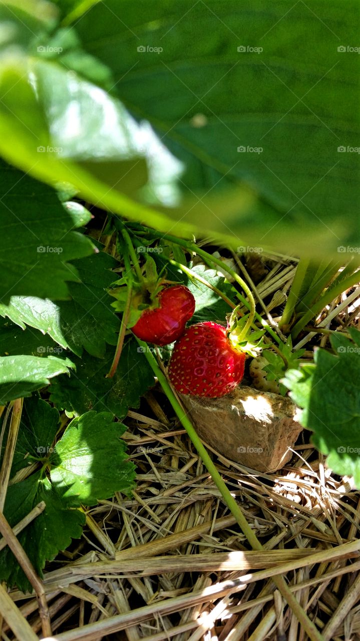 Strawberries