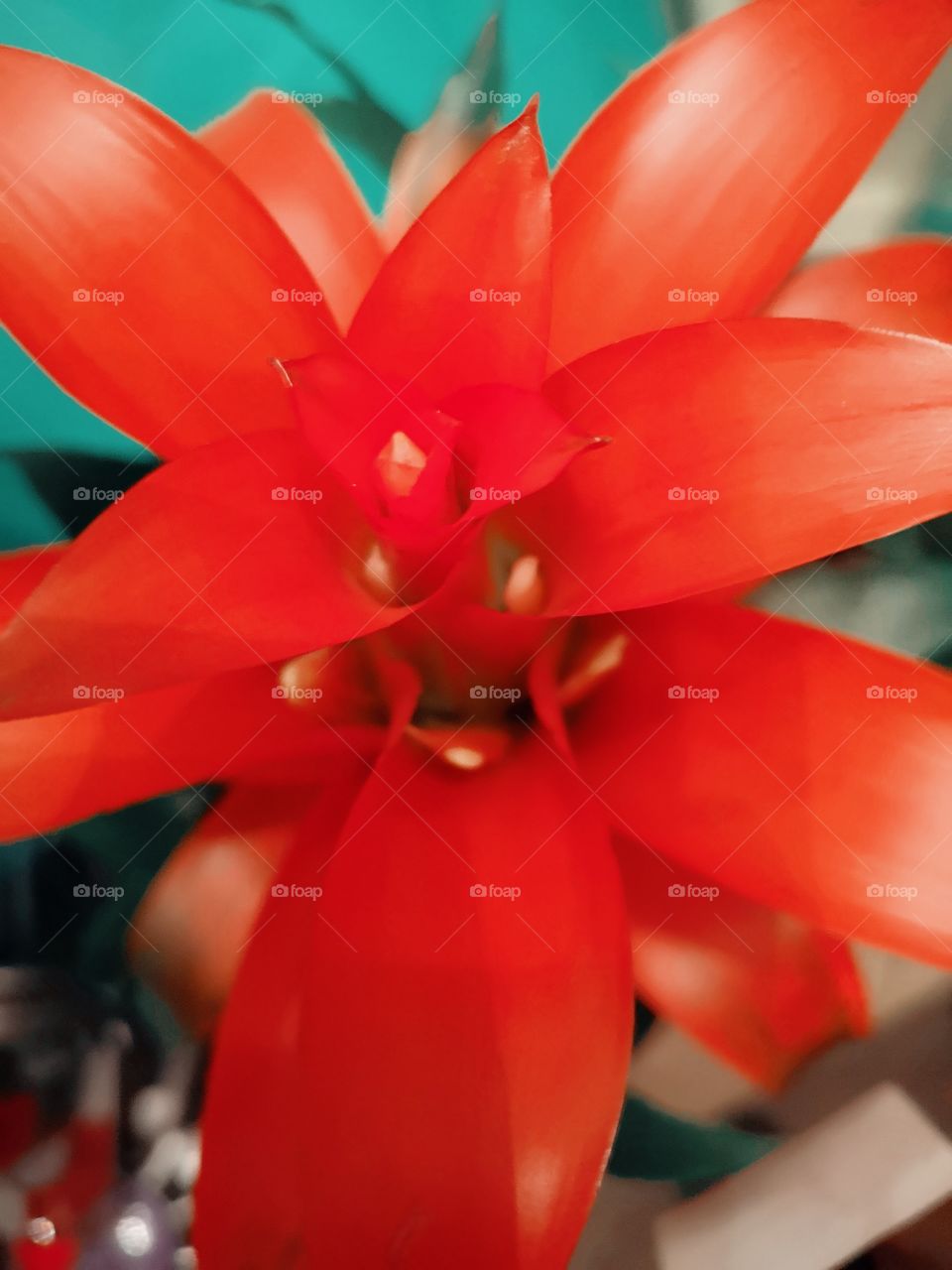 02-11-18 Red Flower 2