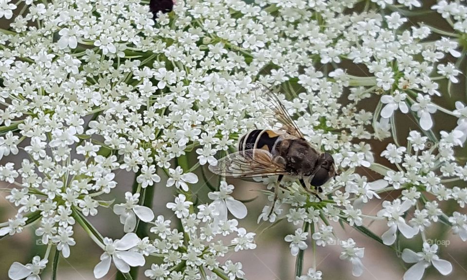 honey bee on flower