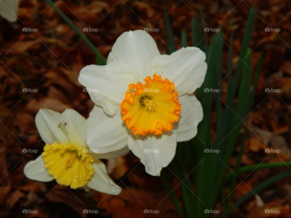 close up of brilliant daffodils