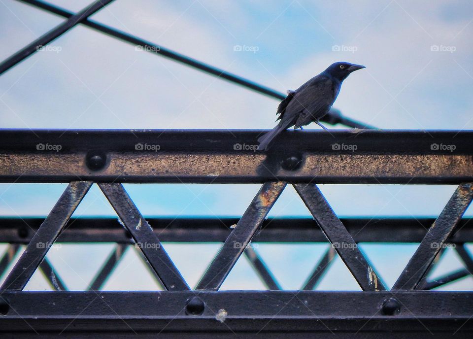 Black crow sits on metal beam of a bridge below a blue sky with white clouds on a sunny summer afternoon in Michigan