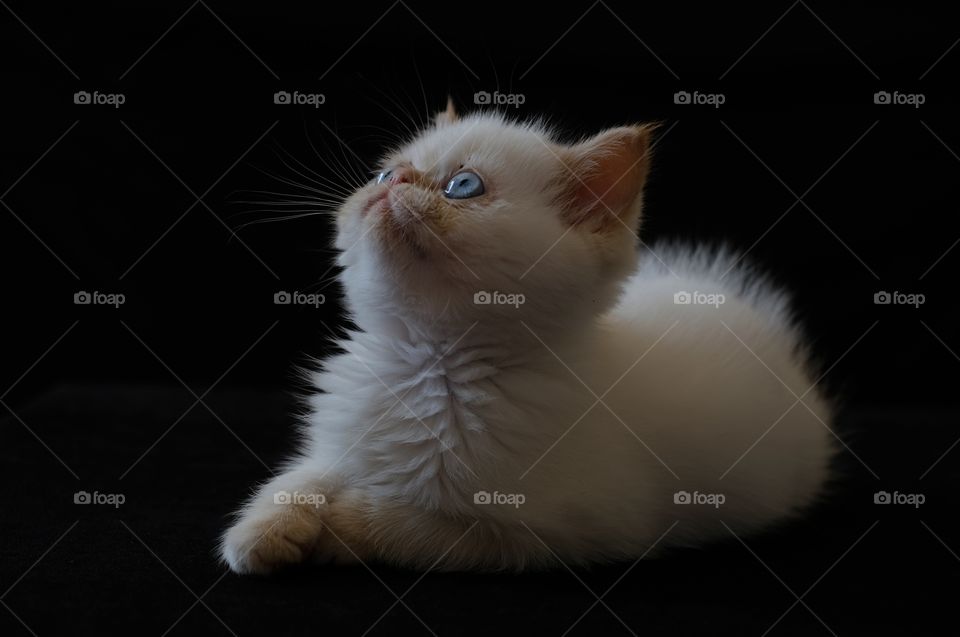 Exotic shorthair Red point