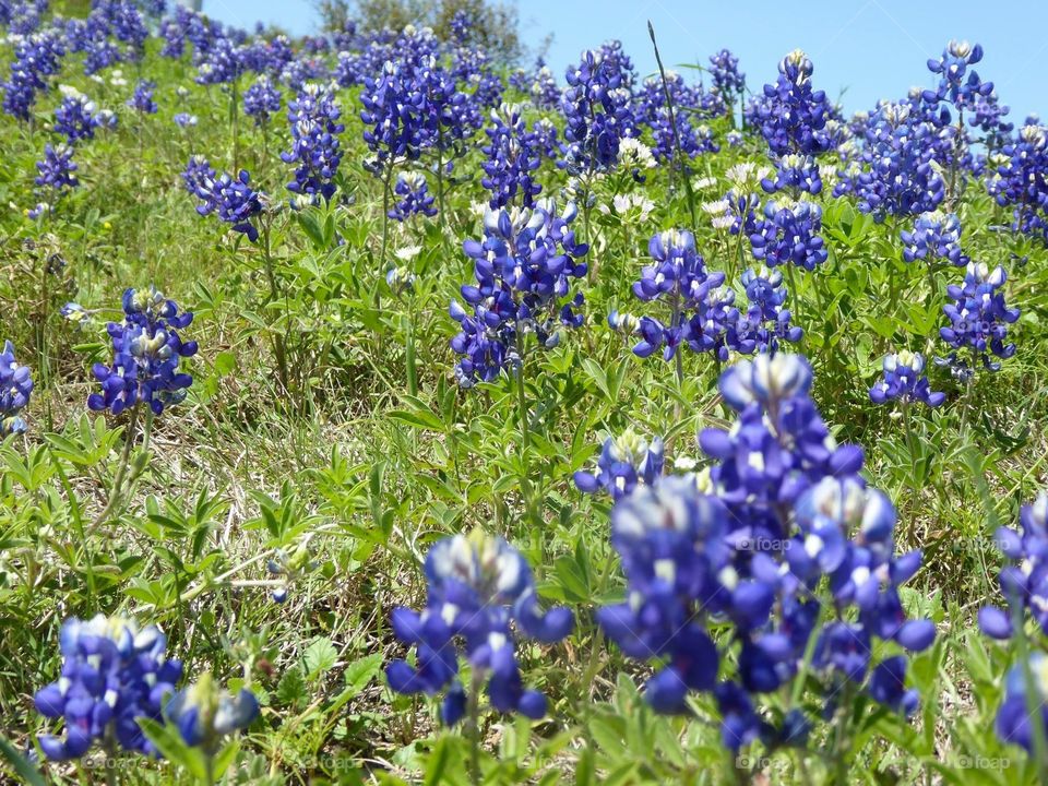 Bluebonnets in Independence Texas