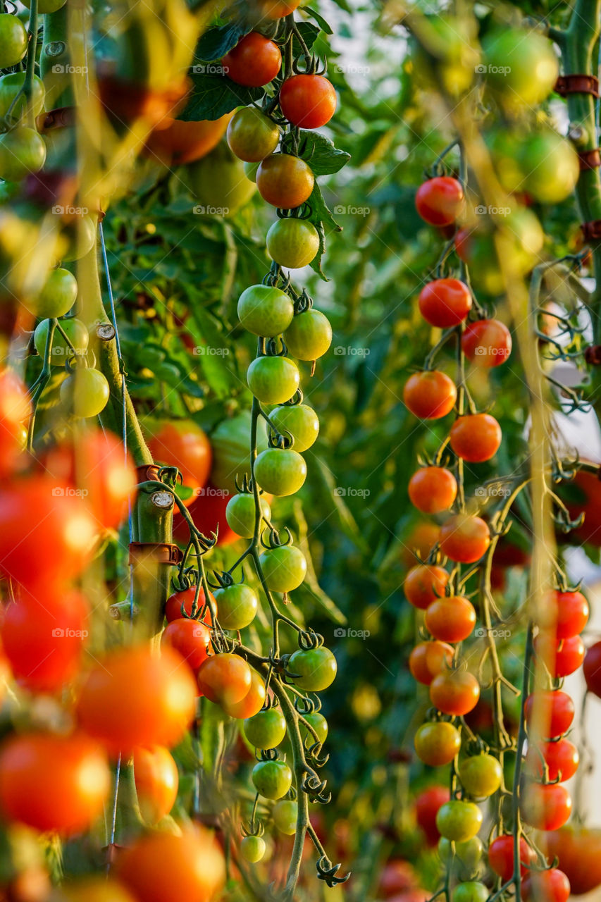 fresh tomatoes on tree in a greenhouse