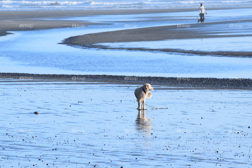 Dog on the beach