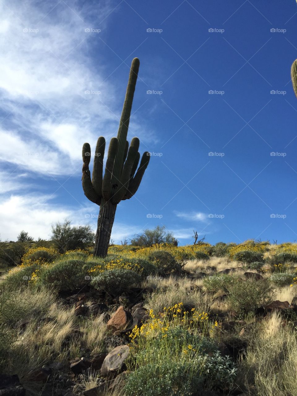 Saguaro cactus against blue sky.