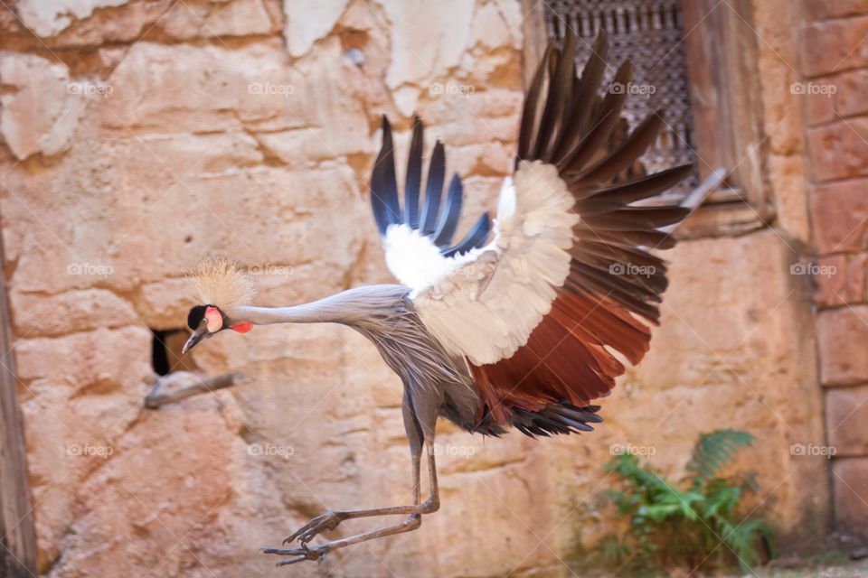 Crowned Crane