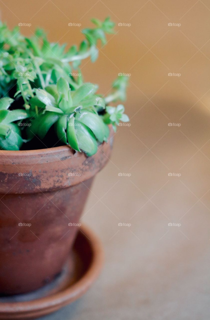 Simple houseplant at the center of the table 