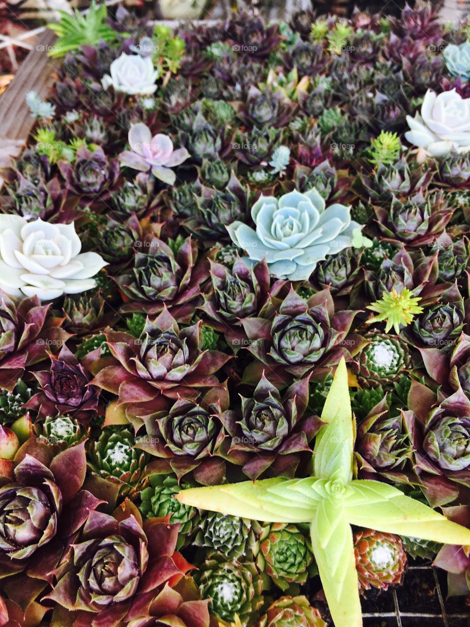 Succulents 