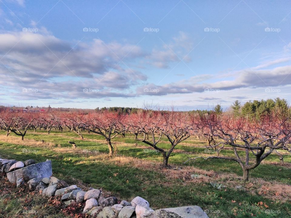 Fall pear orchard