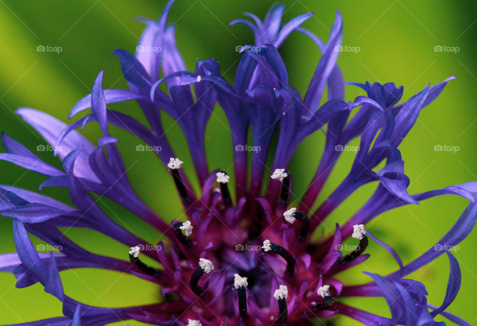 A closeup of a just-opened bachelor button, Centaurea cyanus. As it matures, this blossom will melt to a stunning blue but in its infancy the vibrant violet petals & plum centre contrast beautifully to the brilliant first-of-spring green foliage. 