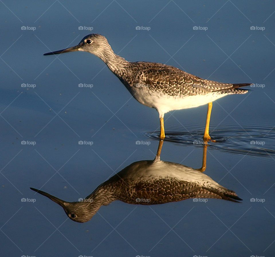 Greater Yellowlegs Wading Through Water