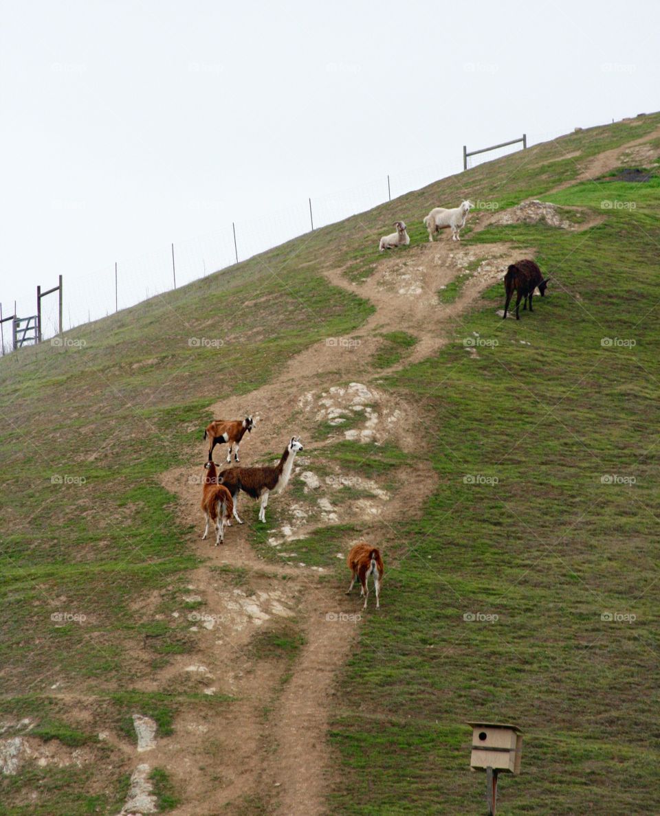 Goats and lama