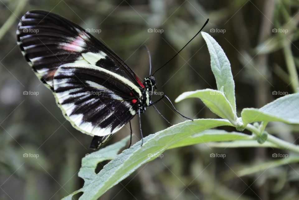 butterfly on plant Devon UK