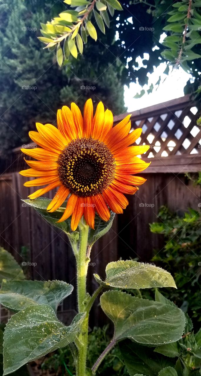 sunflower from my summer garden
