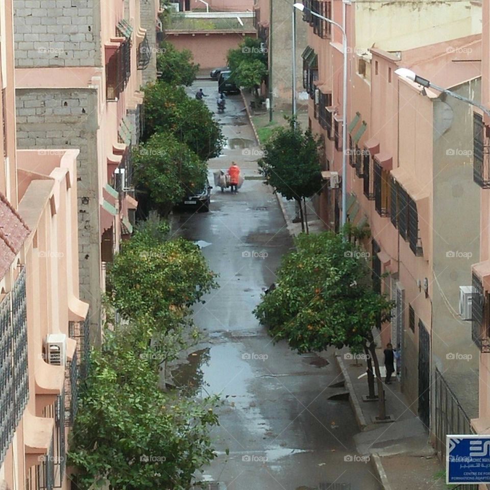 Beautiful plants at urban city in Morocco.