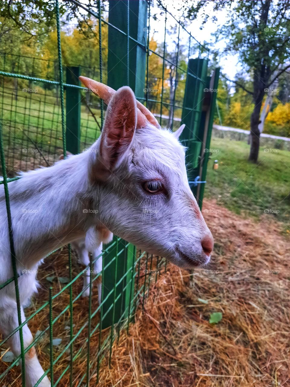 Goatling 🐐 village 🏕