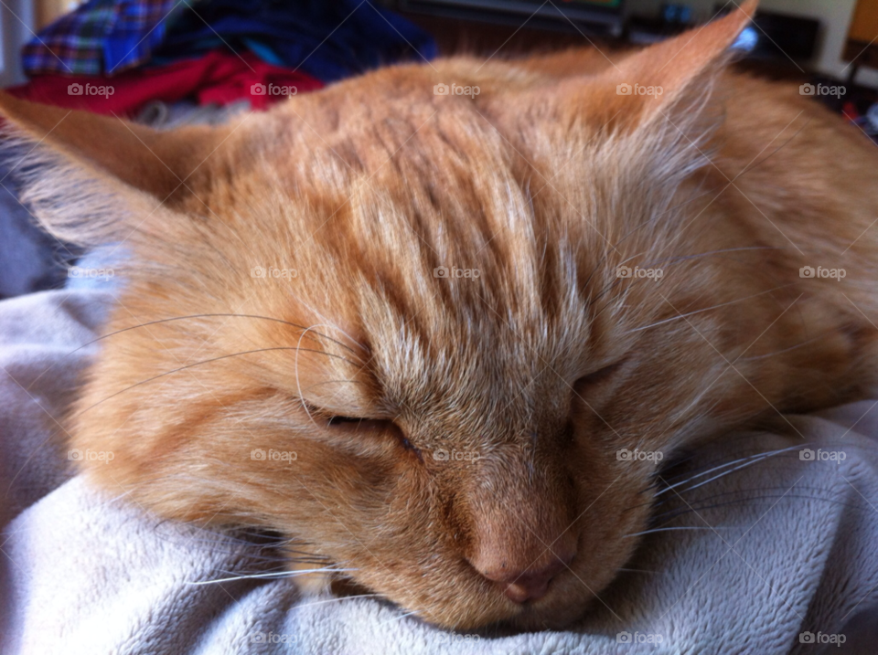 cat katt didde by MagnusPm