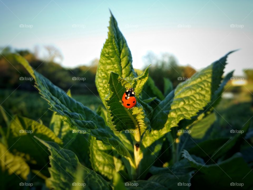 Red Ladybug on a Large Green Weed in a Pasture with a Pond and Trees Behind