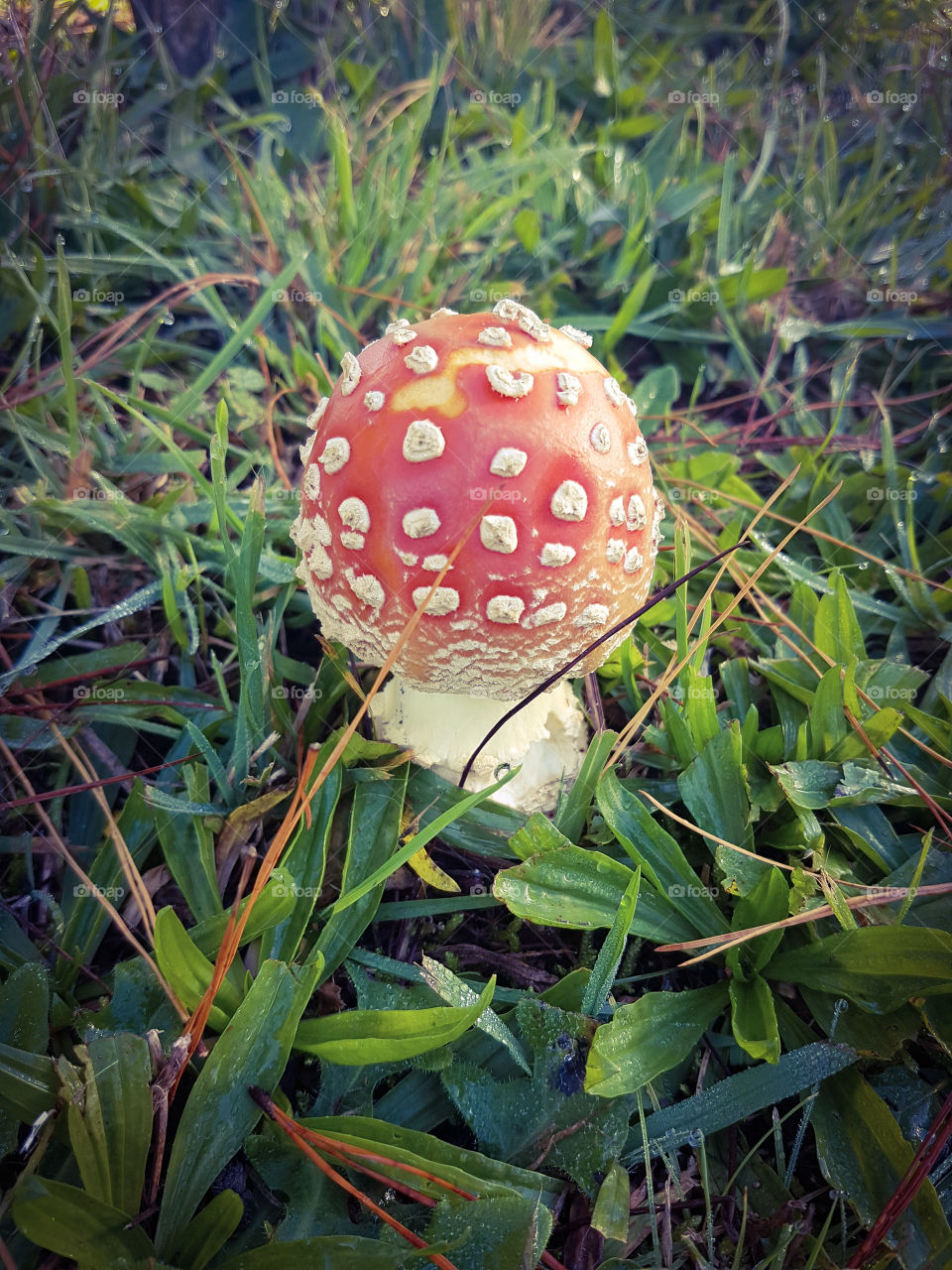 autumn red mushroom