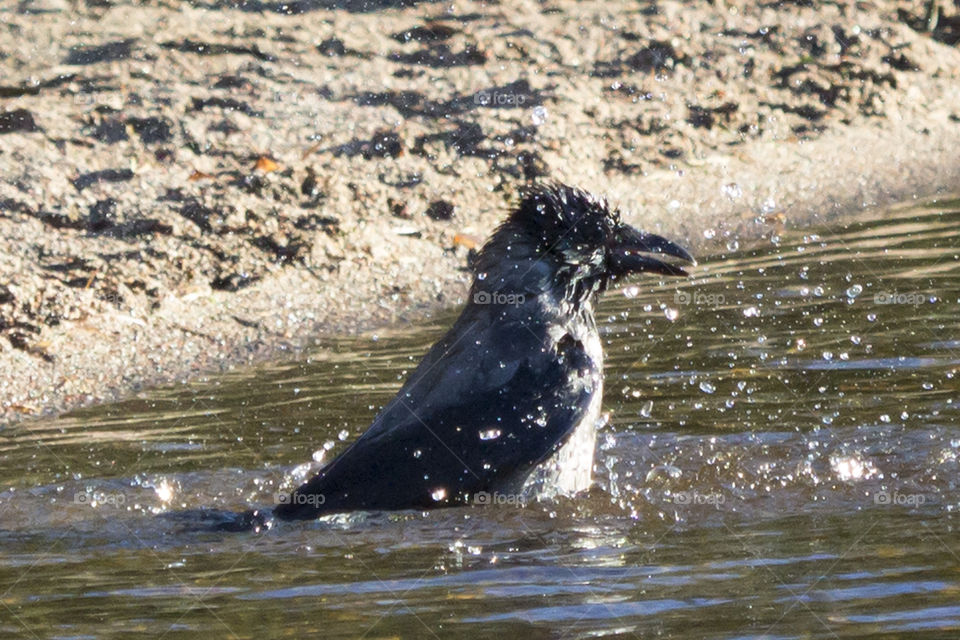 Crow bird  taking a bath  - kråka badar 