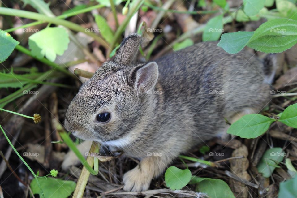 Little wild bunny