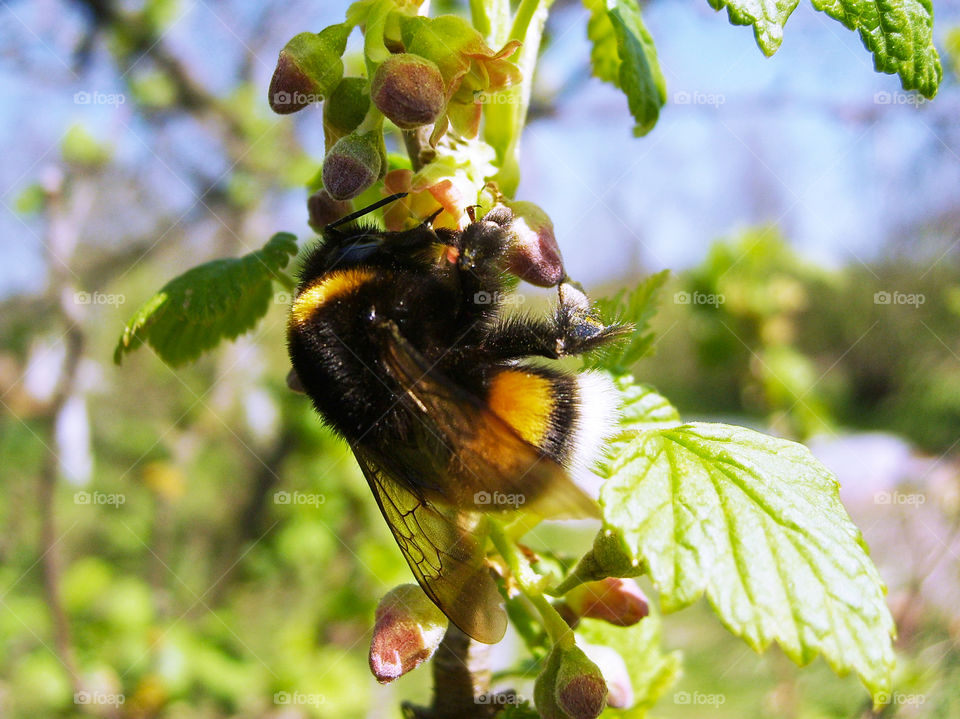 Bumblebee on flowers. Spring