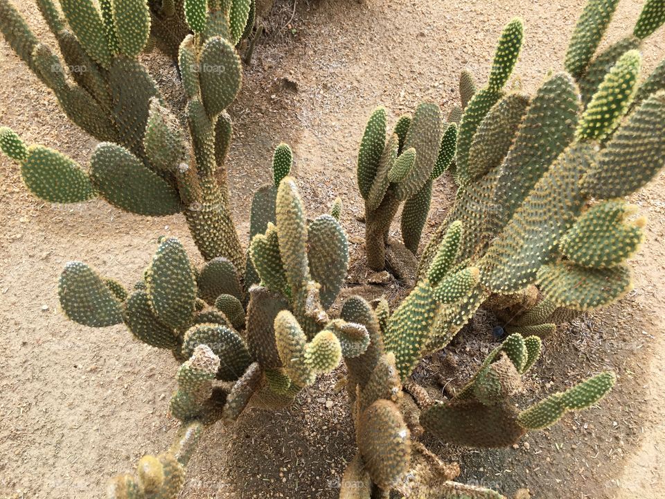 Cactus 