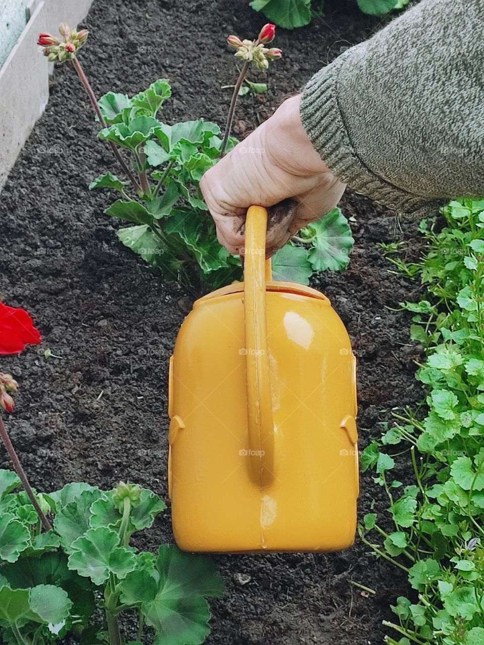 Transplanting flowers