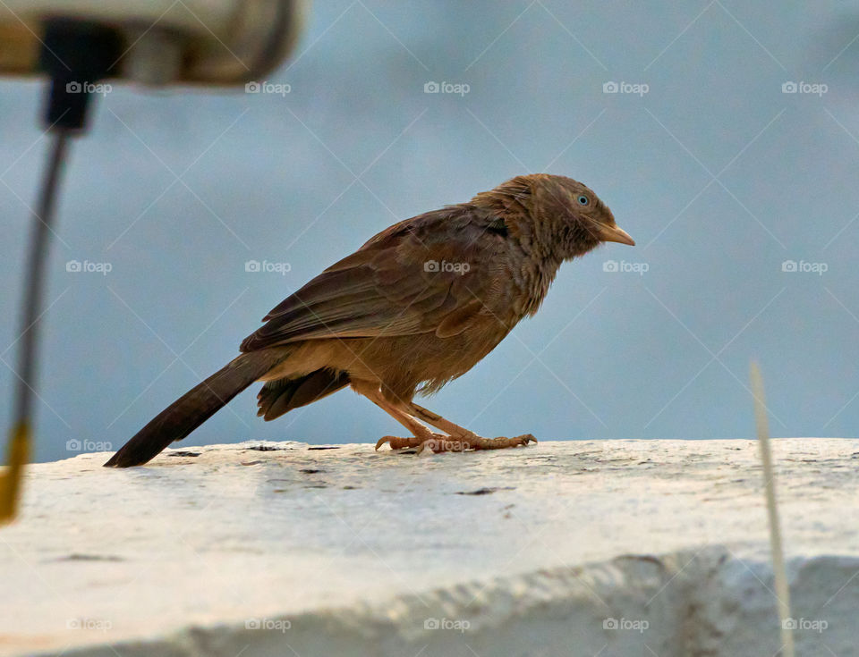 Bird photography  - babbler  - curious look