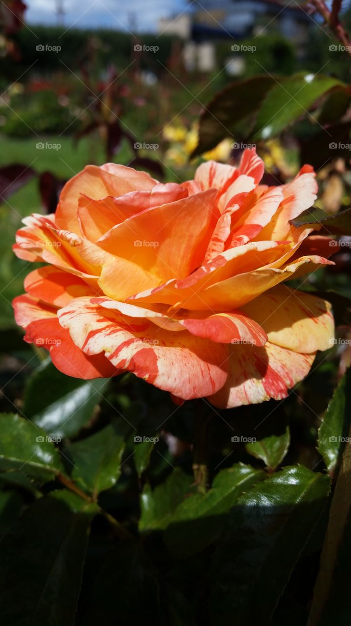 A beautiful rose in warm colours