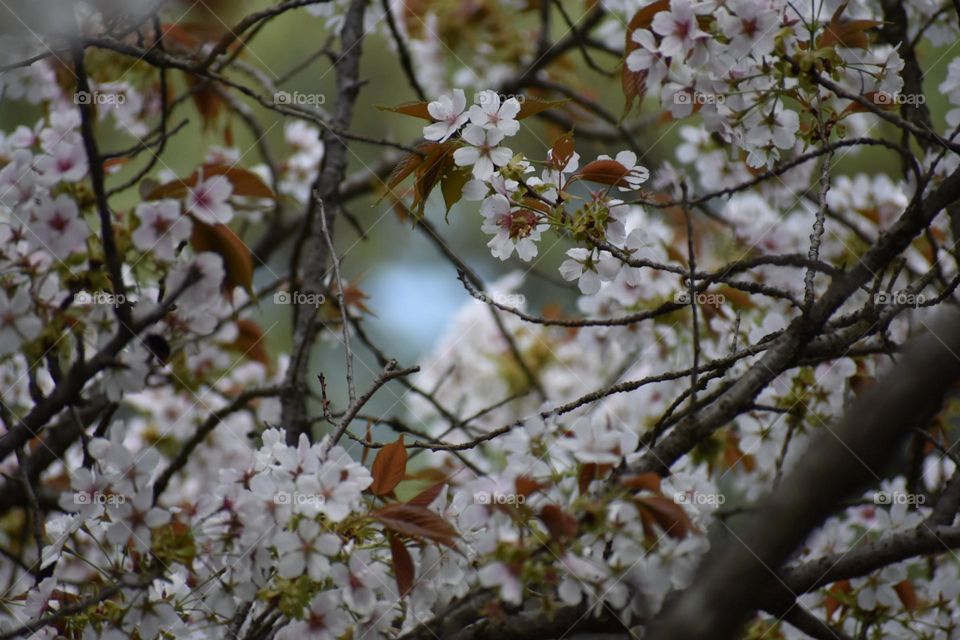 Cherry blossom