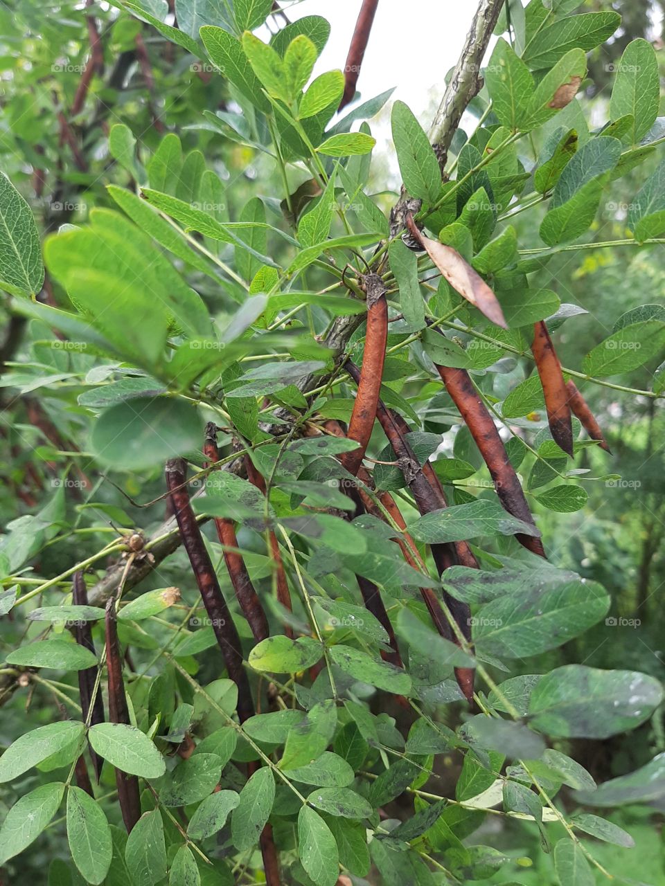 Кустарник  у   дороги  красивый!