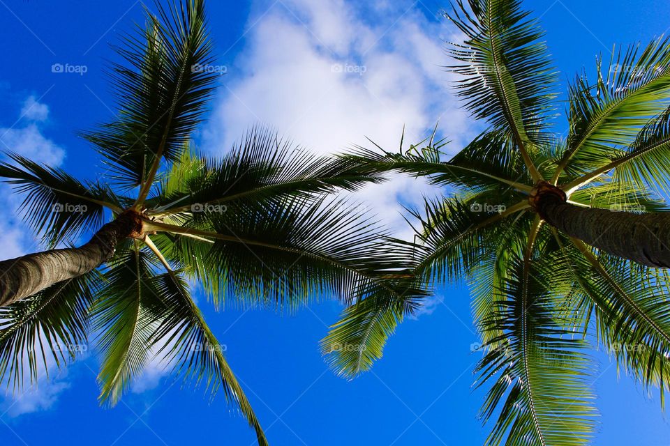 Palm trees in Kailua, Oahu