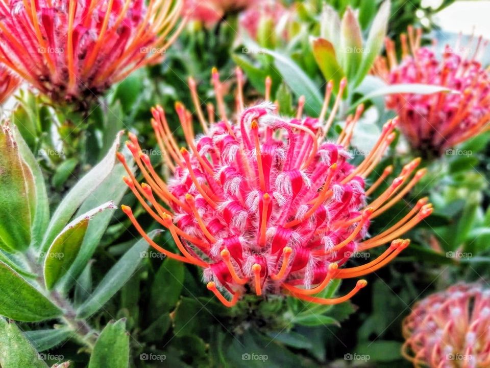 Plants around us... Protea
