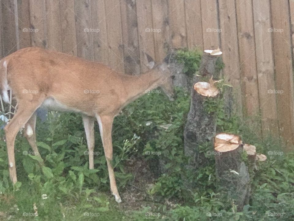 Deer grazing in yard 