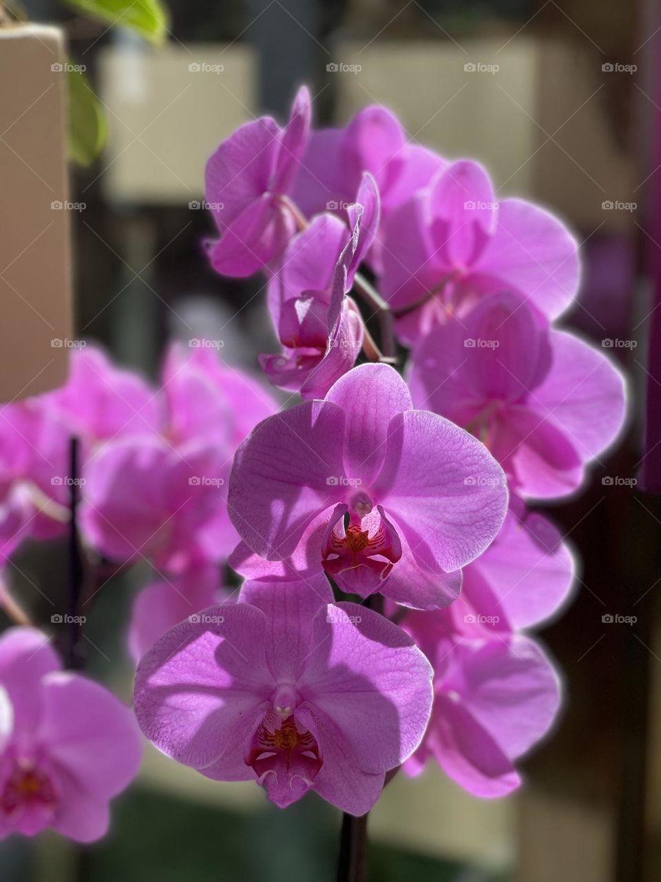 Orchid 