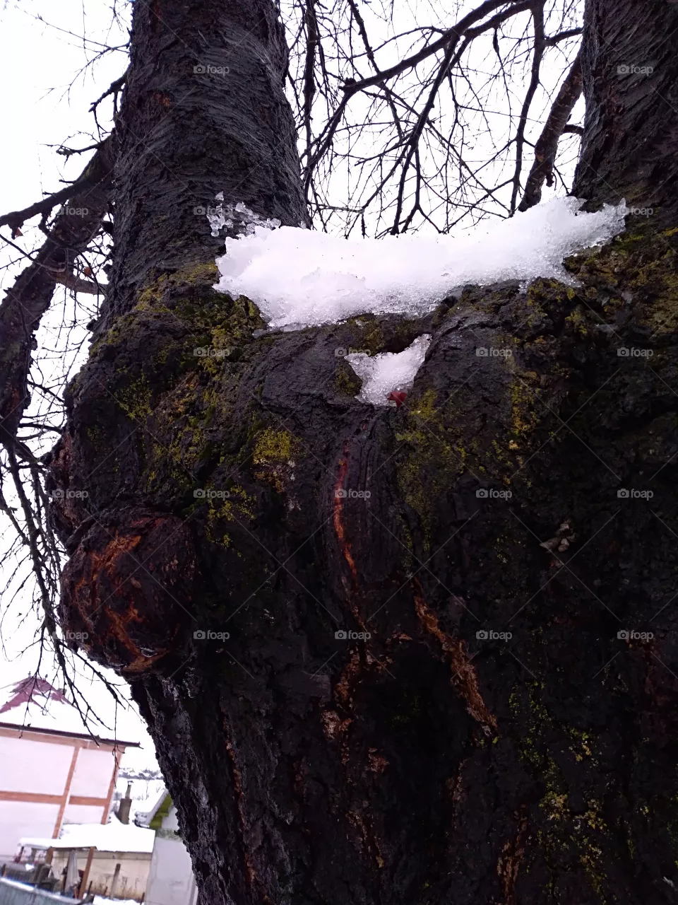 tree bark