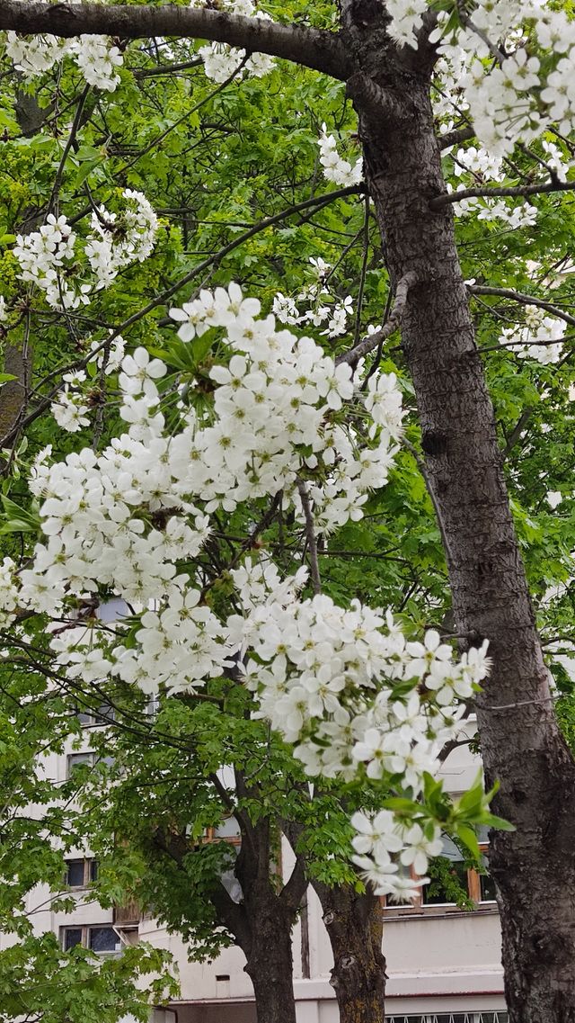 beautiful white