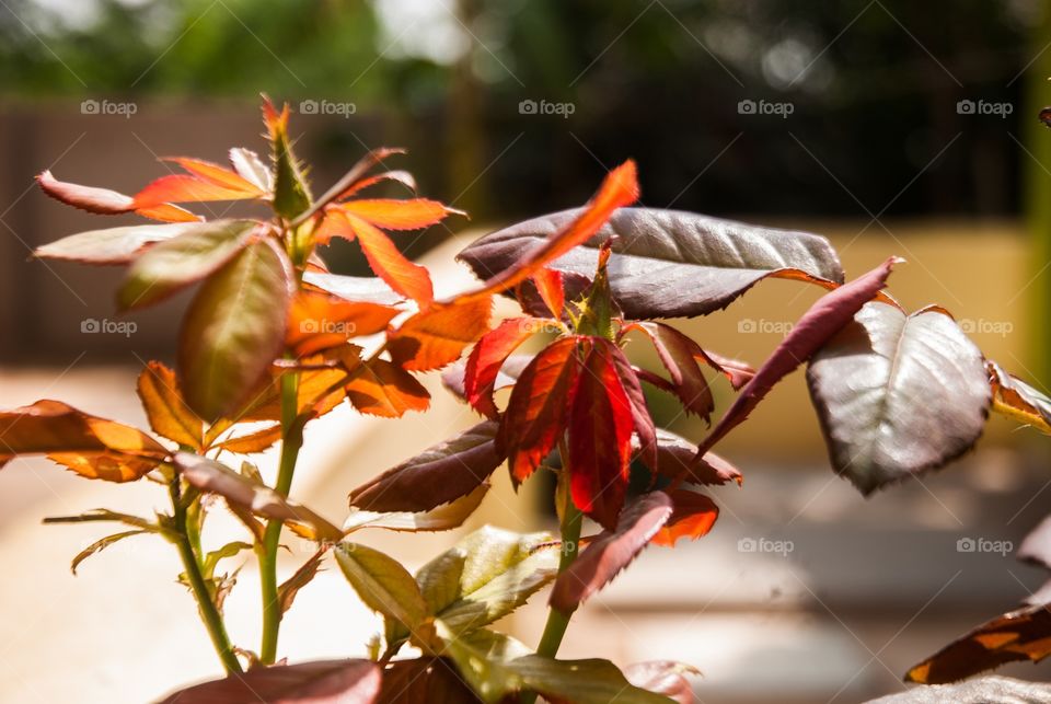 Buds growing on plant